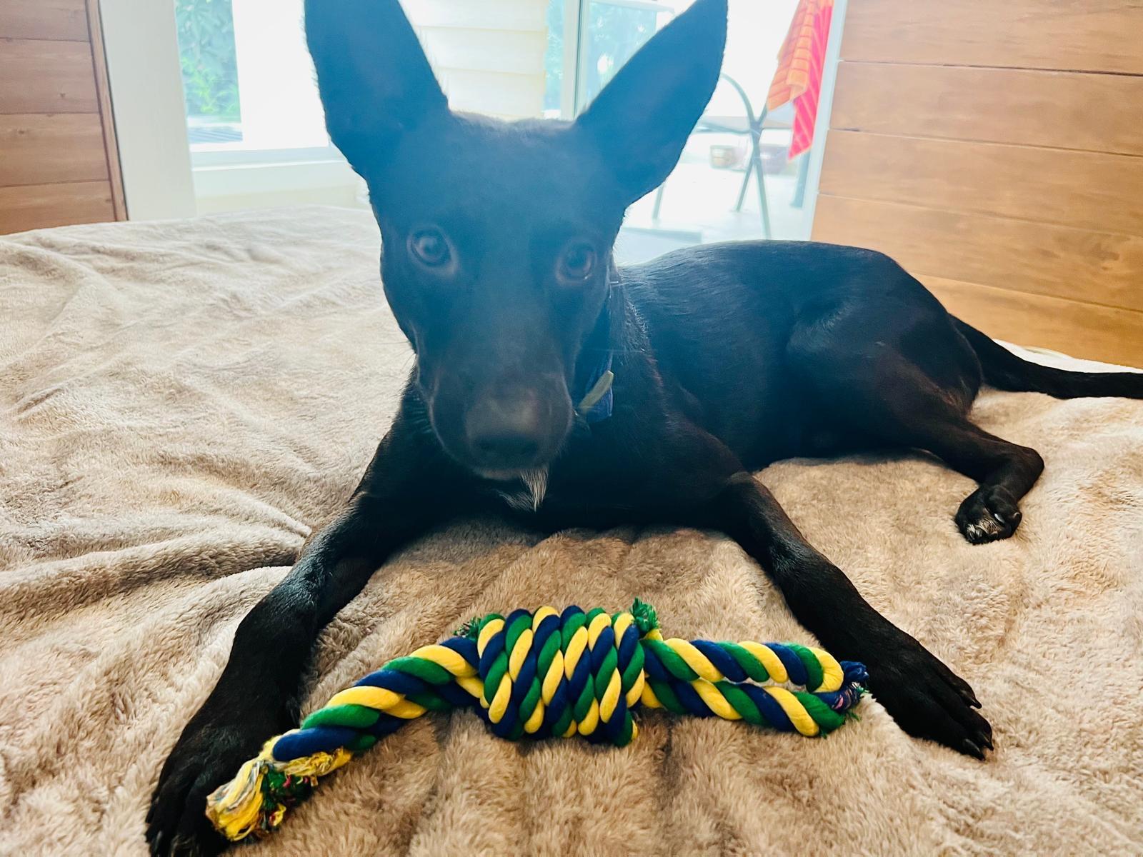 Cosmo , a ADOPTABLE mixed breed in Boulder, CO image 3/5