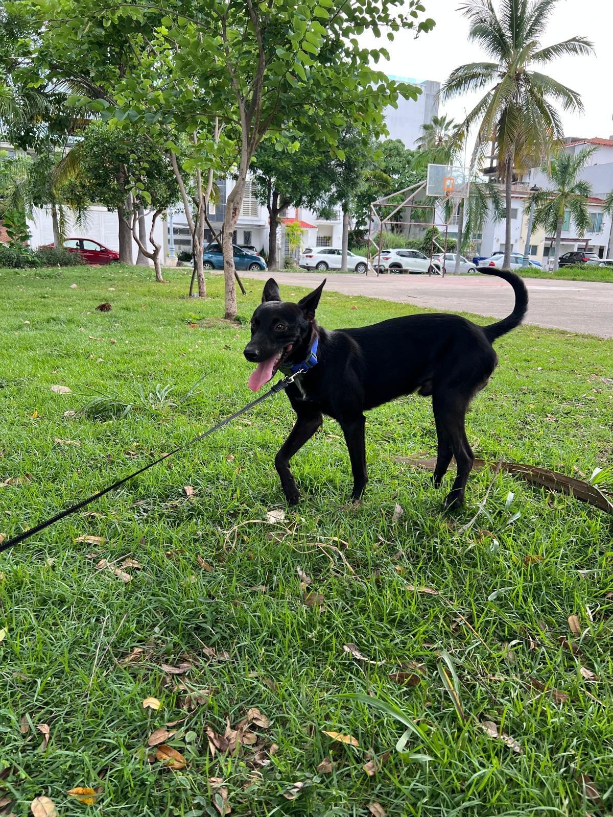 Cosmo , a ADOPTABLE mixed breed in Boulder, CO image 5/5
