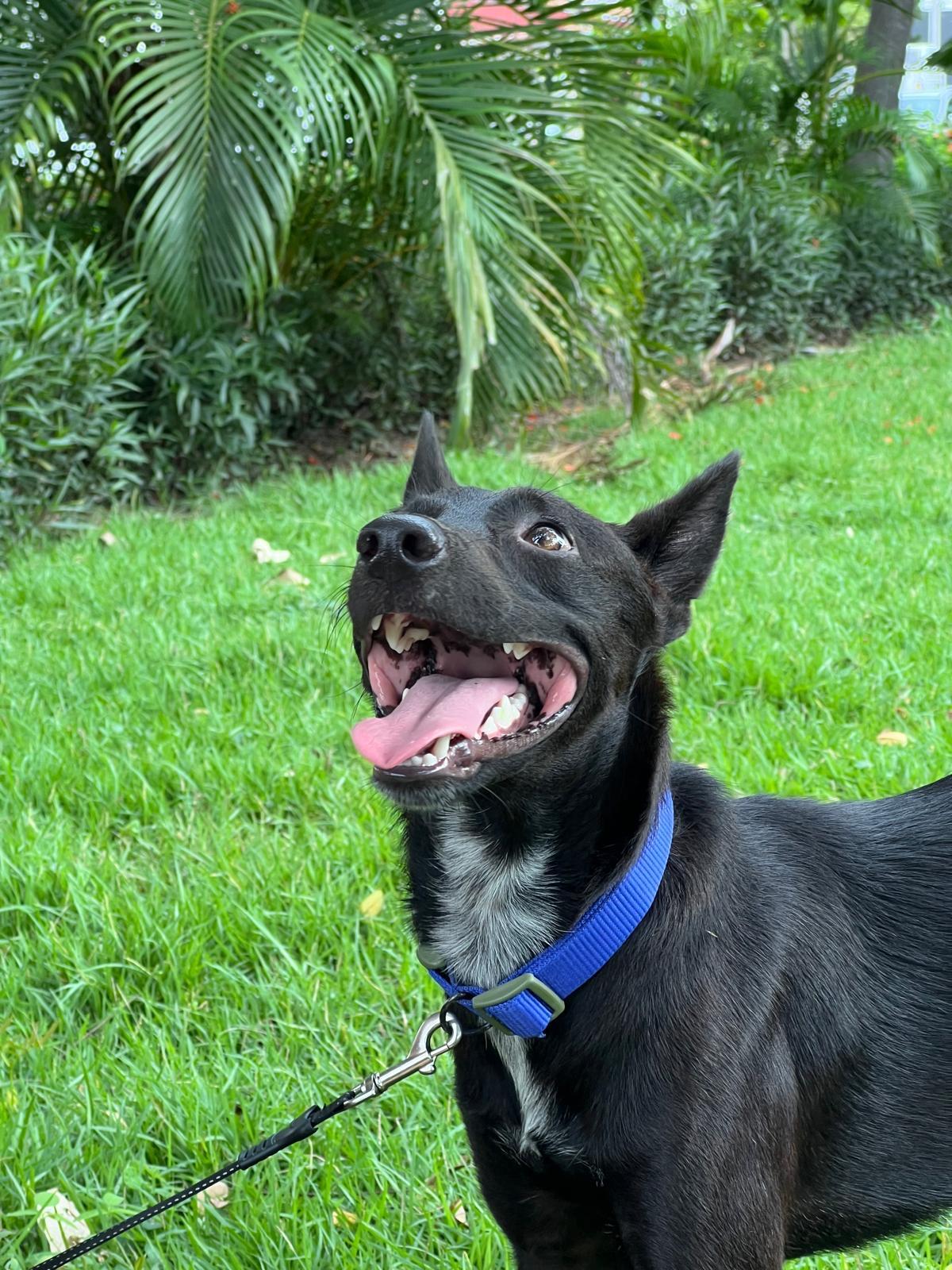 Cosmo , a ADOPTABLE mixed breed in Boulder, CO image 4/5