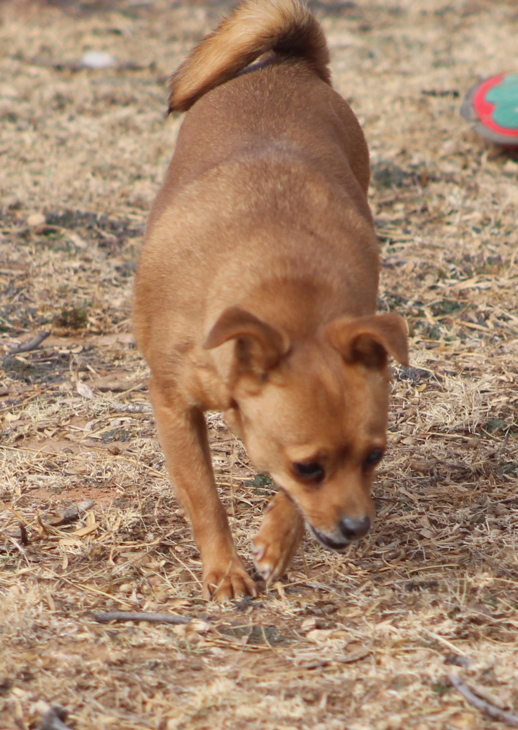 Ducky, a Adoptable mixed breed in Post, TX image 4/6
