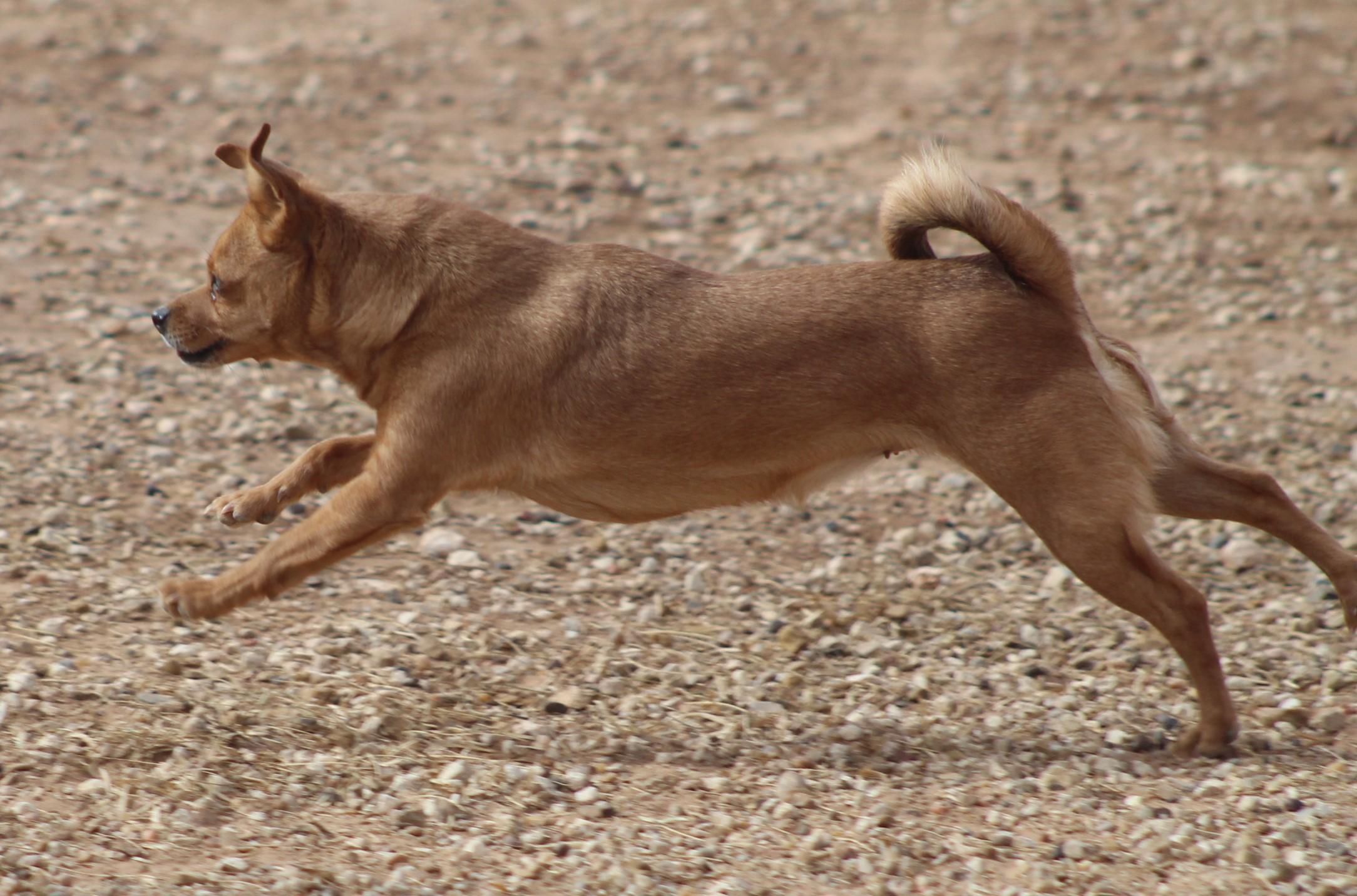 Ducky, a Adoptable mixed breed in Post, TX image 6/6