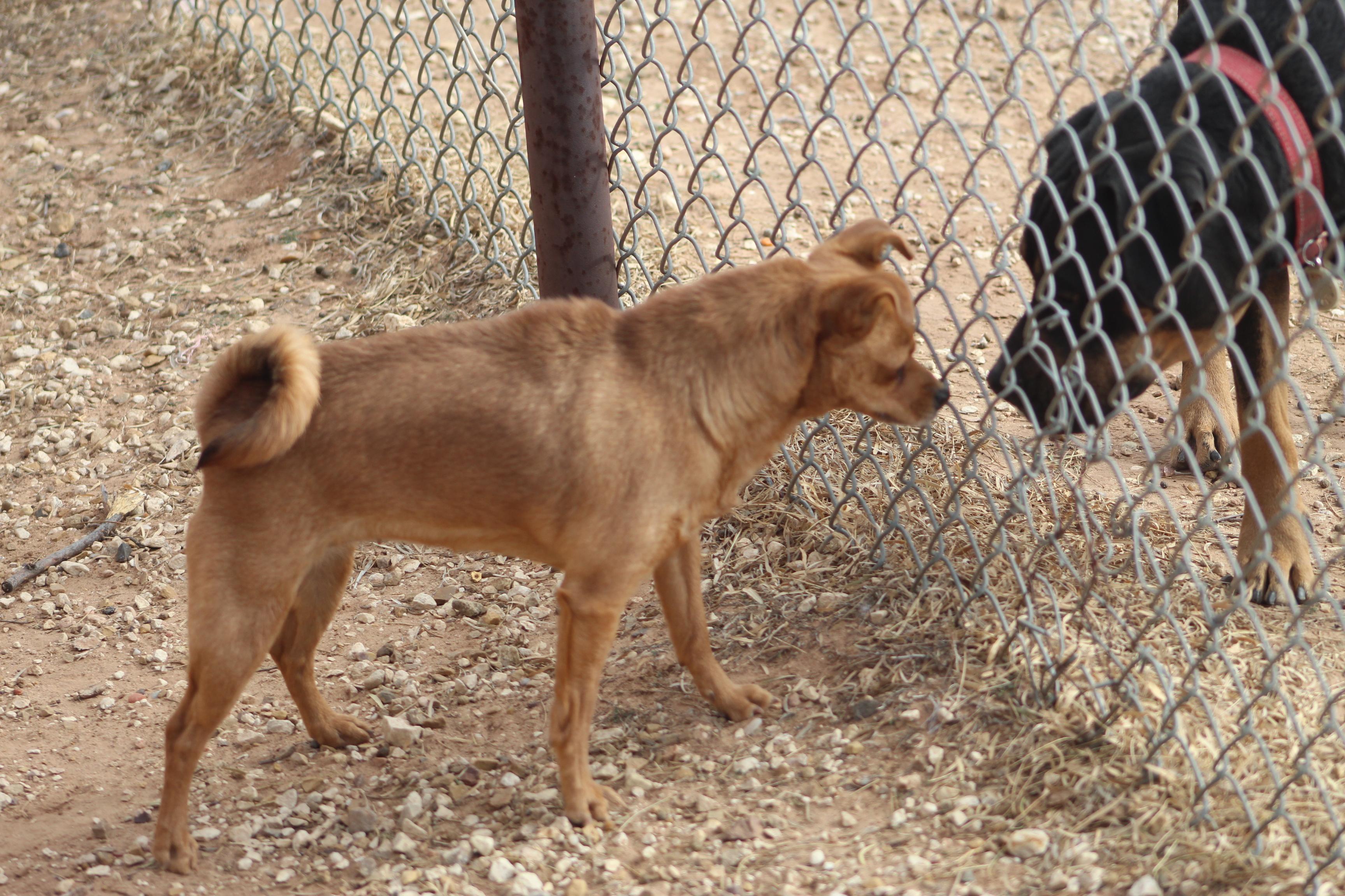 Ducky, a Adoptable mixed breed in Post, TX image 5/6