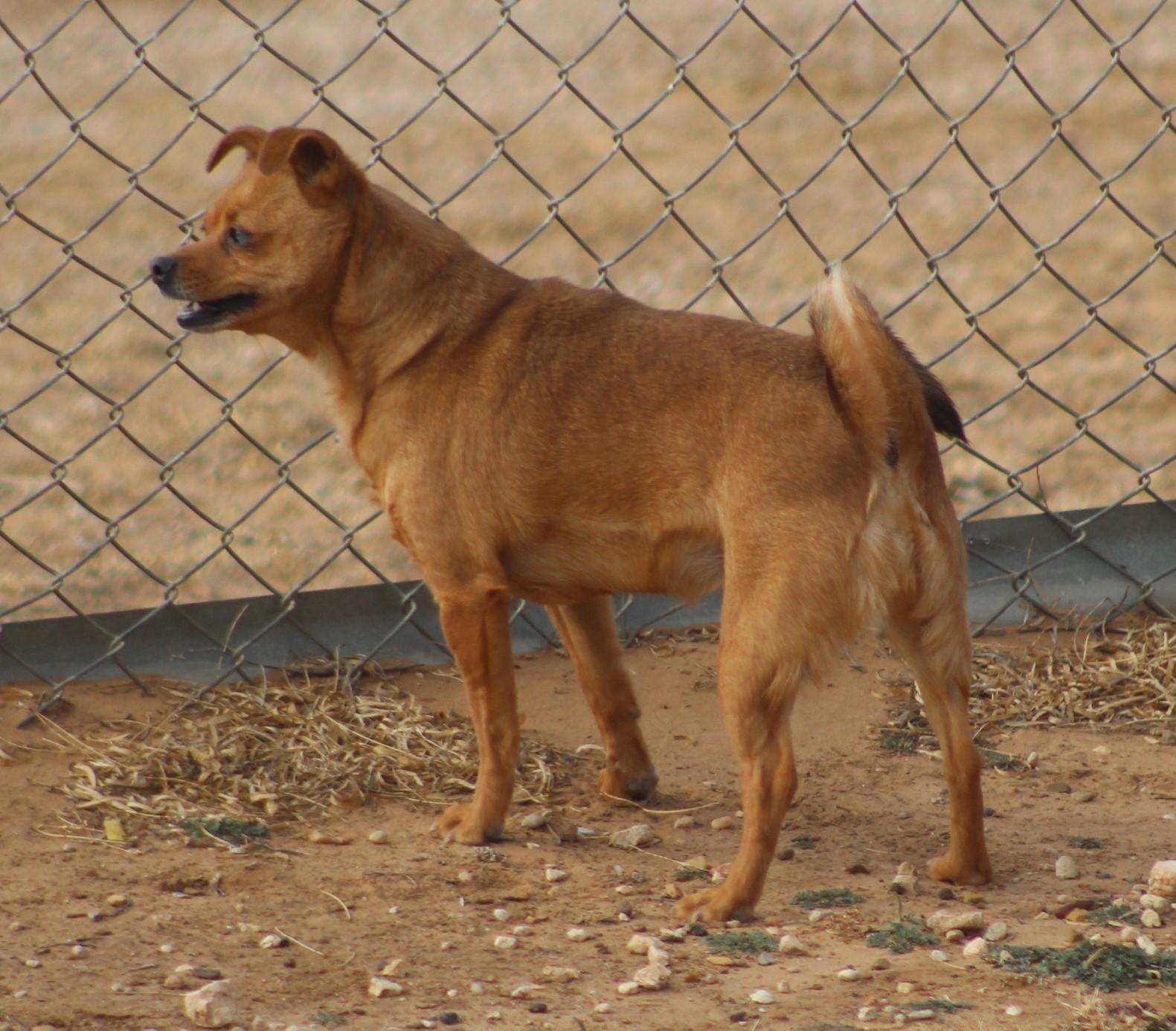 Ducky, a Adoptable mixed breed in Post, TX image 1/6