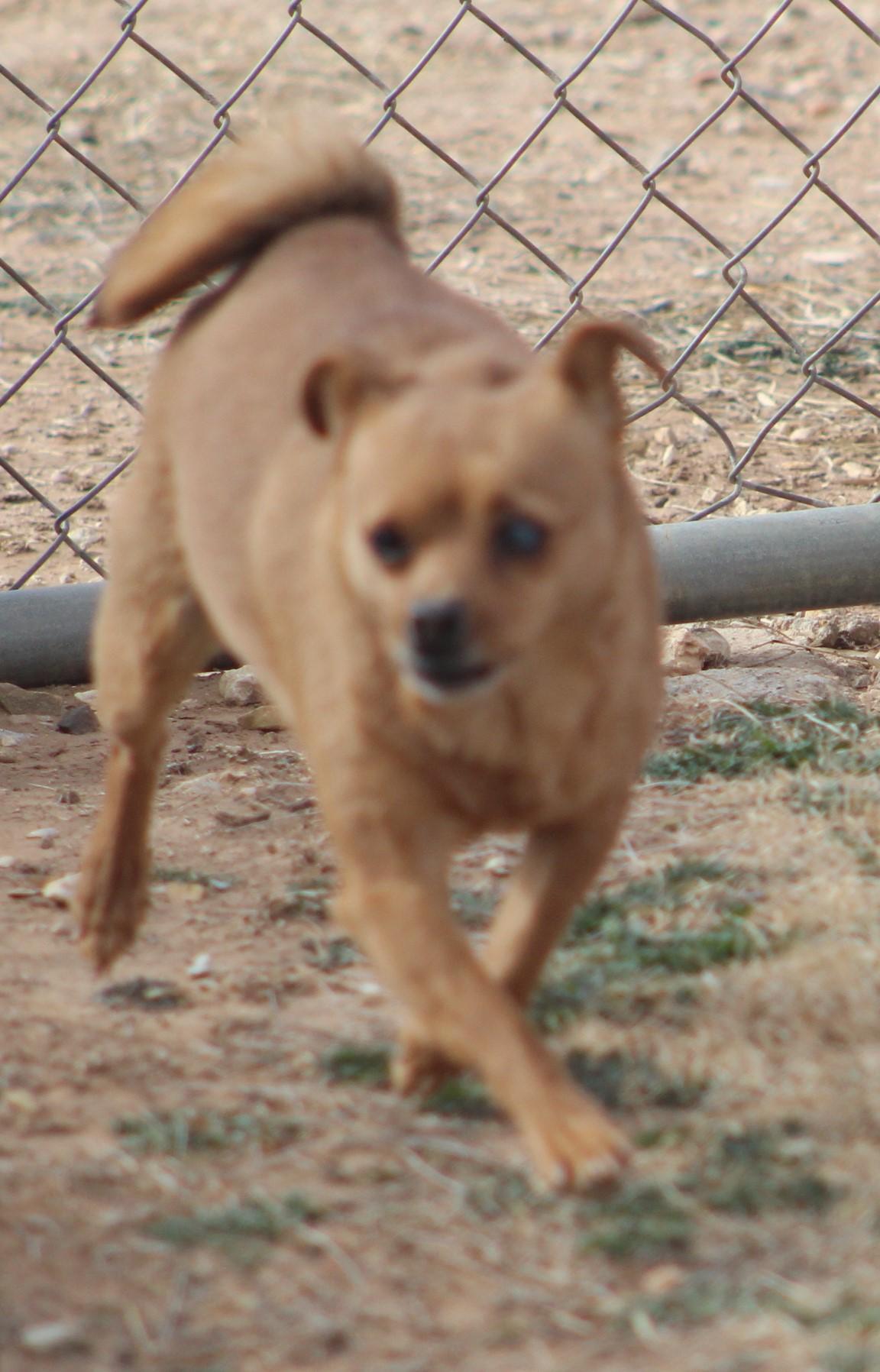 Ducky, a Adoptable mixed breed in Post, TX image 3/6
