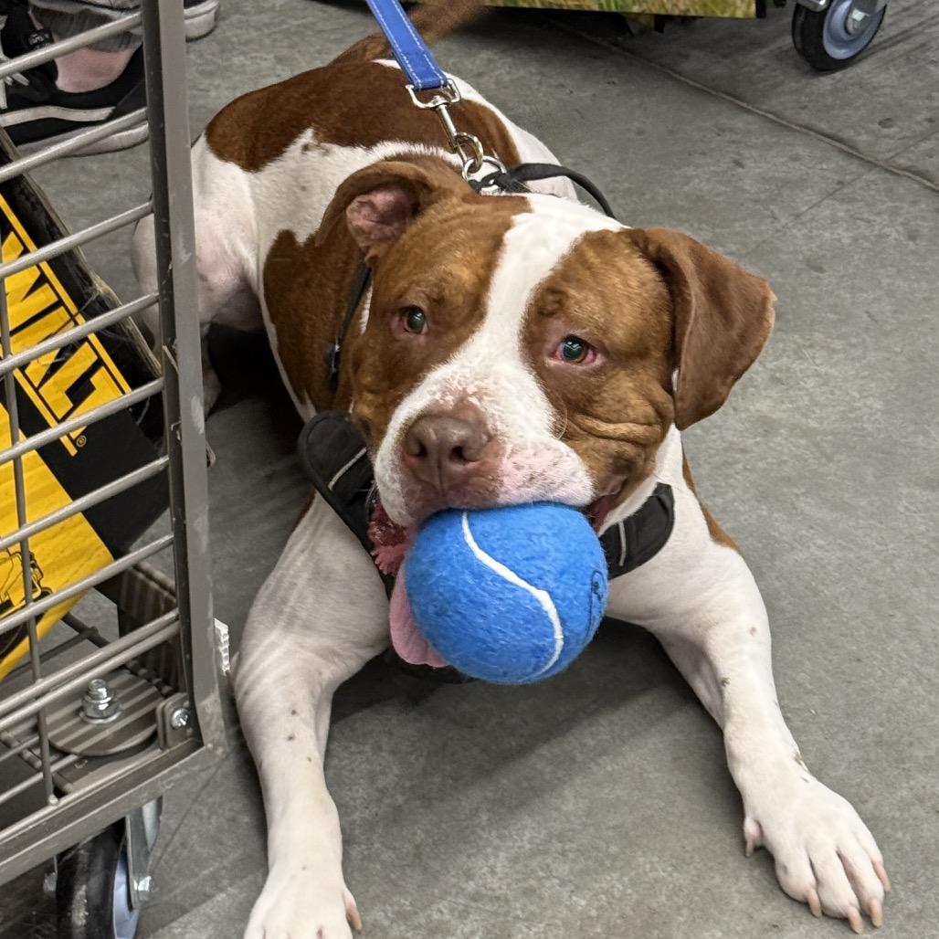 Sparky A1388644, Adoptable, Adult Male Pit Bull Terrier.