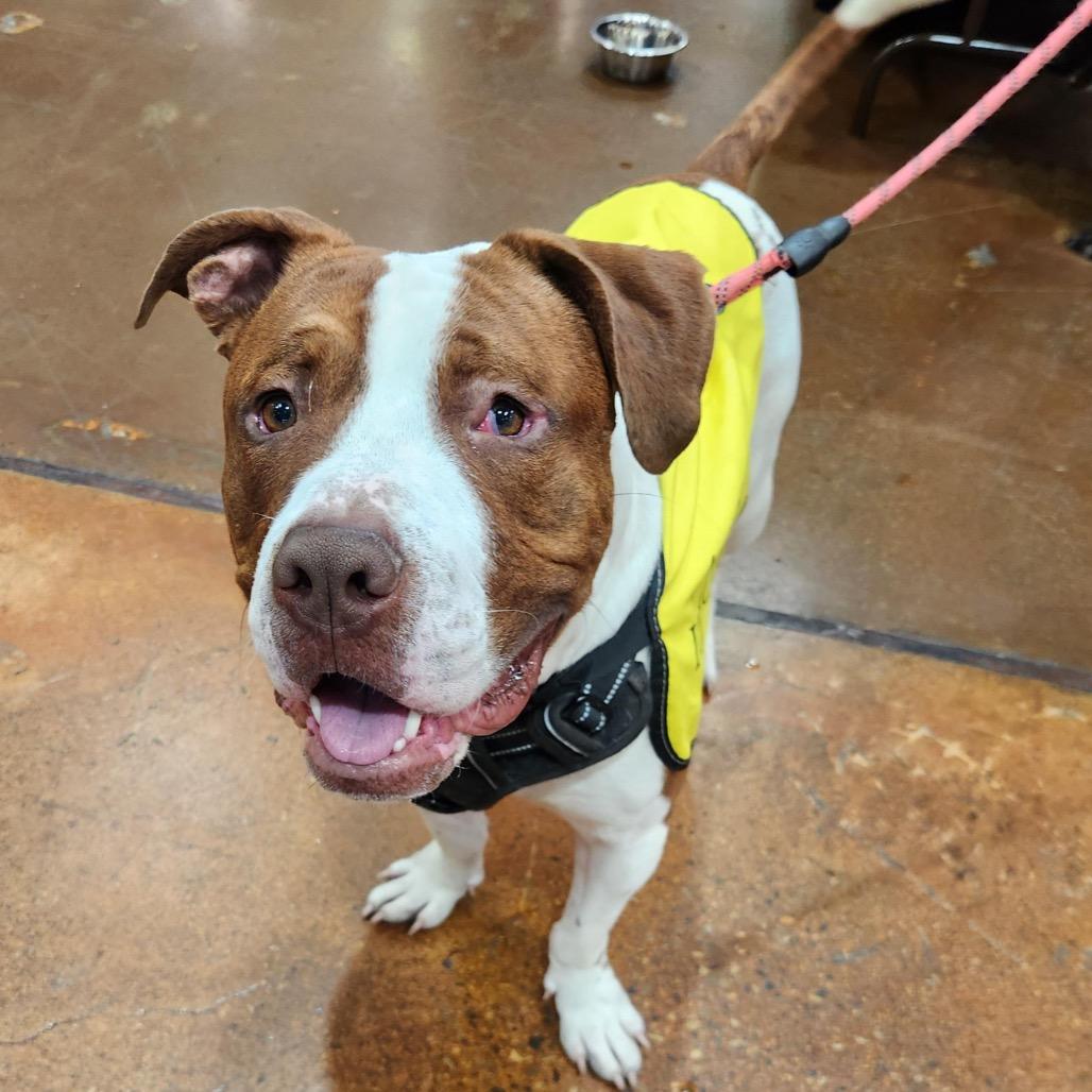 Sparky A1388644, Adoptable, Adult Male Pit Bull Terrier.
