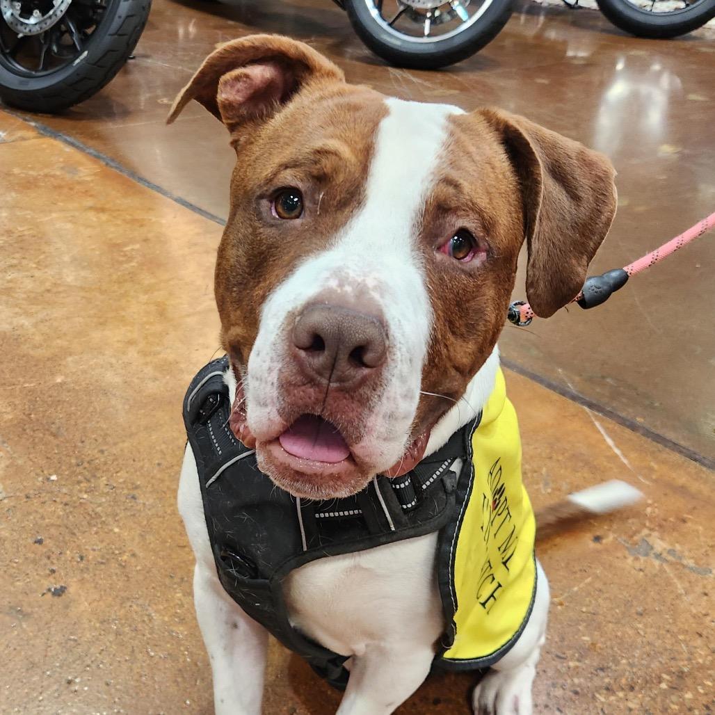 Sparky A1388644, a Adoptable Pit Bull Terrier in Las Vegas, NV image 2/4