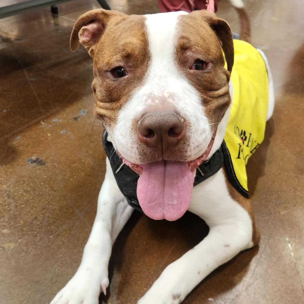 Sparky A1388644, a Adoptable Pit Bull Terrier in Las Vegas, NV image 3/4