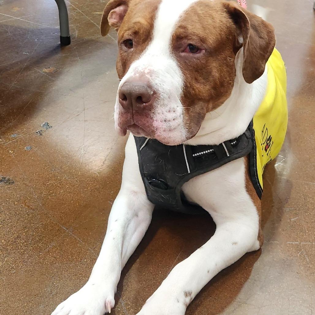 Sparky A1388644, a Adoptable Pit Bull Terrier in Las Vegas, NV image 4/4