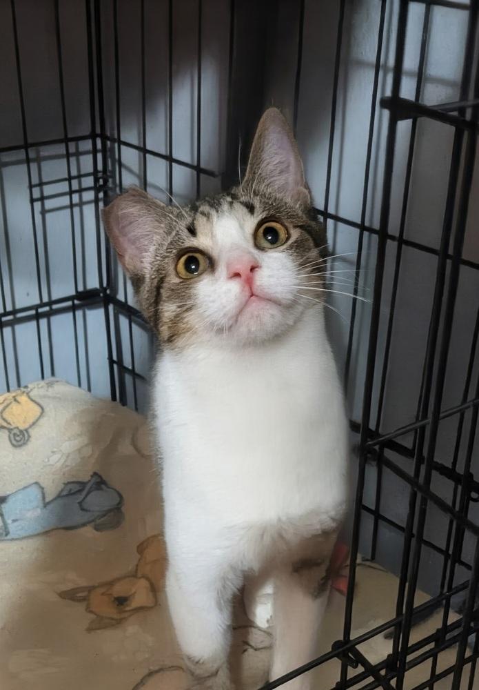 Shep, Adoptable, Young Male Domestic Short Hair.