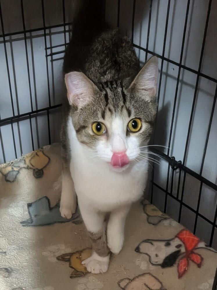 Enlarge Shep, a Adoptable mixed breed in Jackson, GA image 2/2