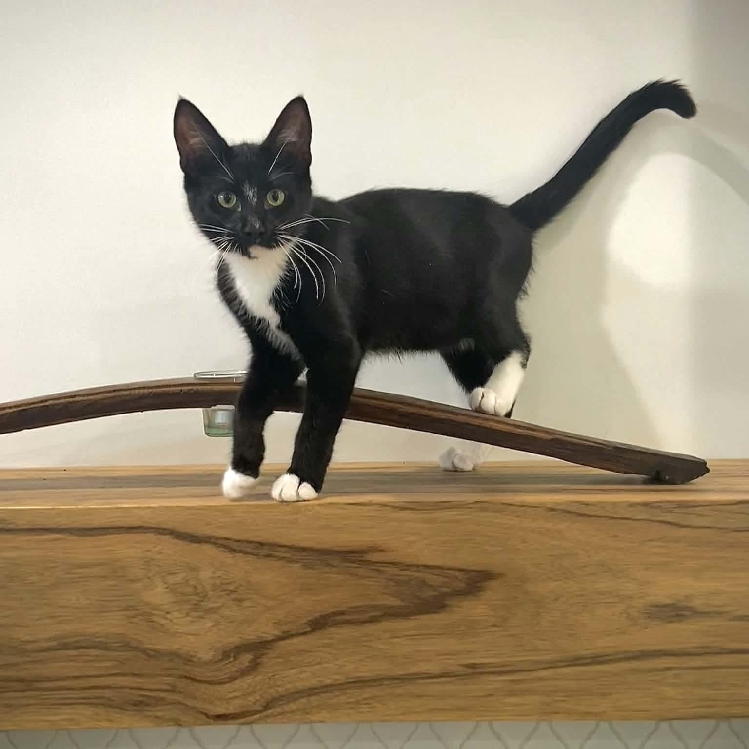 Mahir, a ADOPTABLE Domestic Short Hair in Gladstone, OR image 3/3