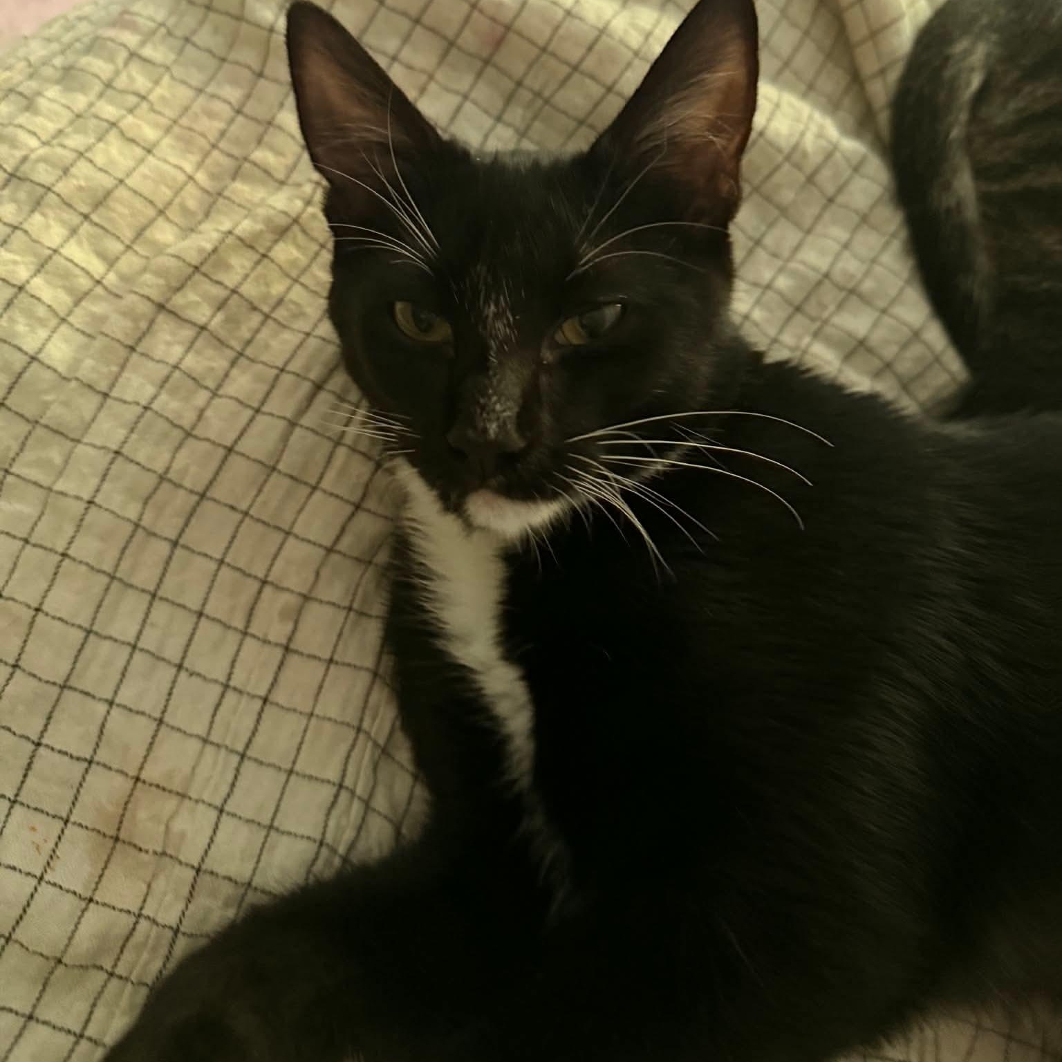 Mahir, a ADOPTABLE Domestic Short Hair in Gladstone, OR image 2/3
