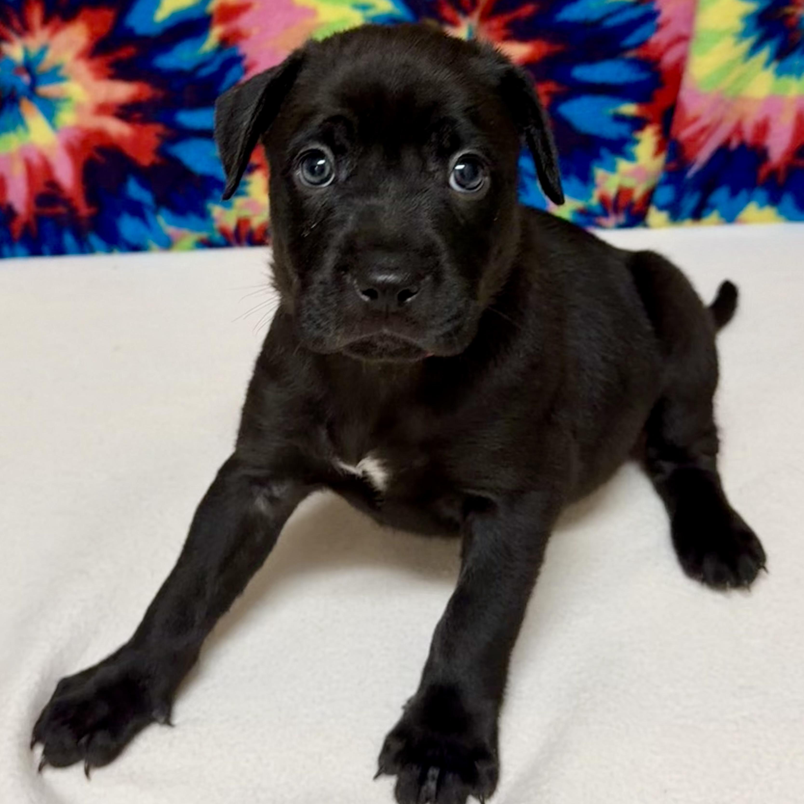 Enlarge Ruby, a Adopted mixed breed in Libertyville, IL image 3/3
