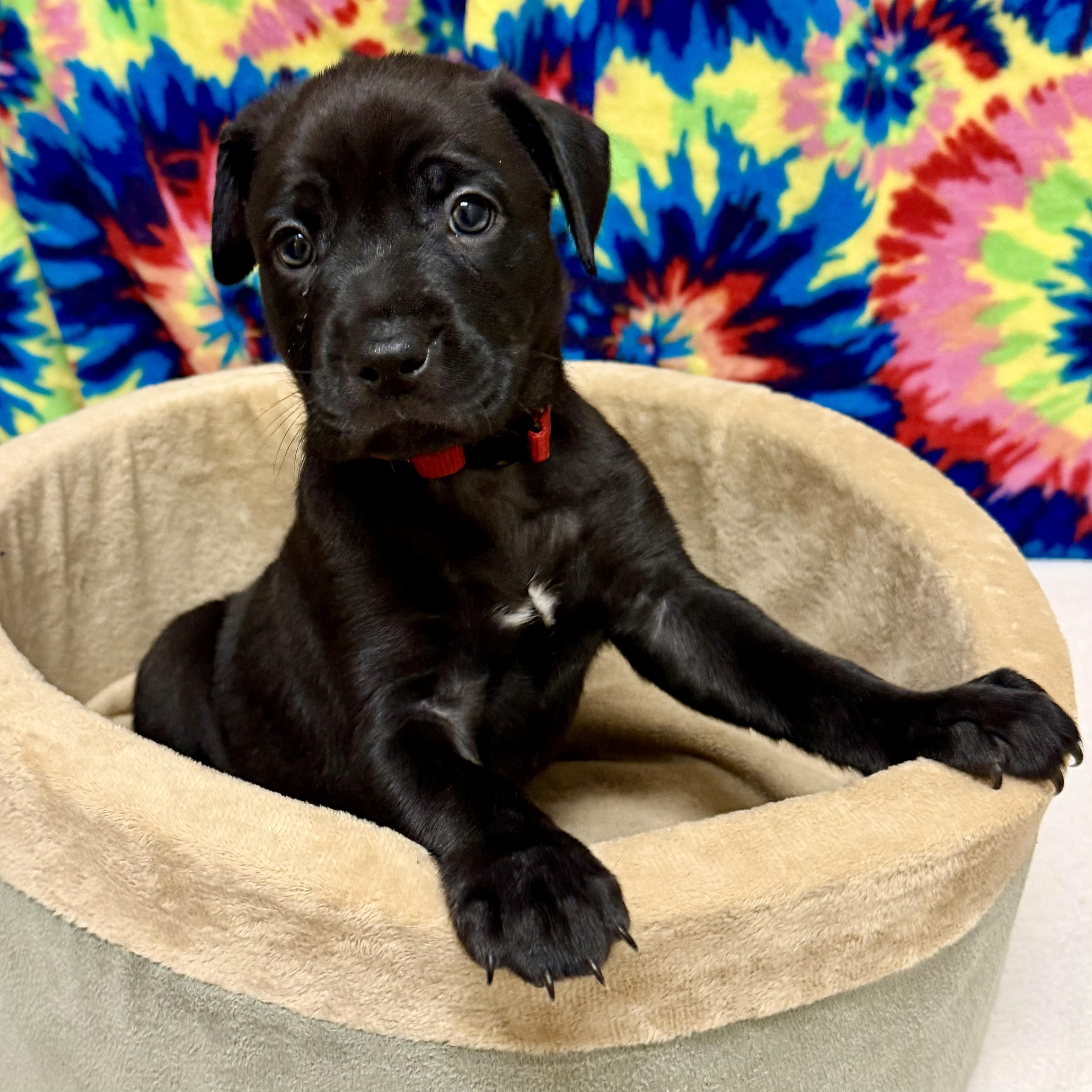 Enlarge Ruby, a Adopted mixed breed in Libertyville, IL image 1/3