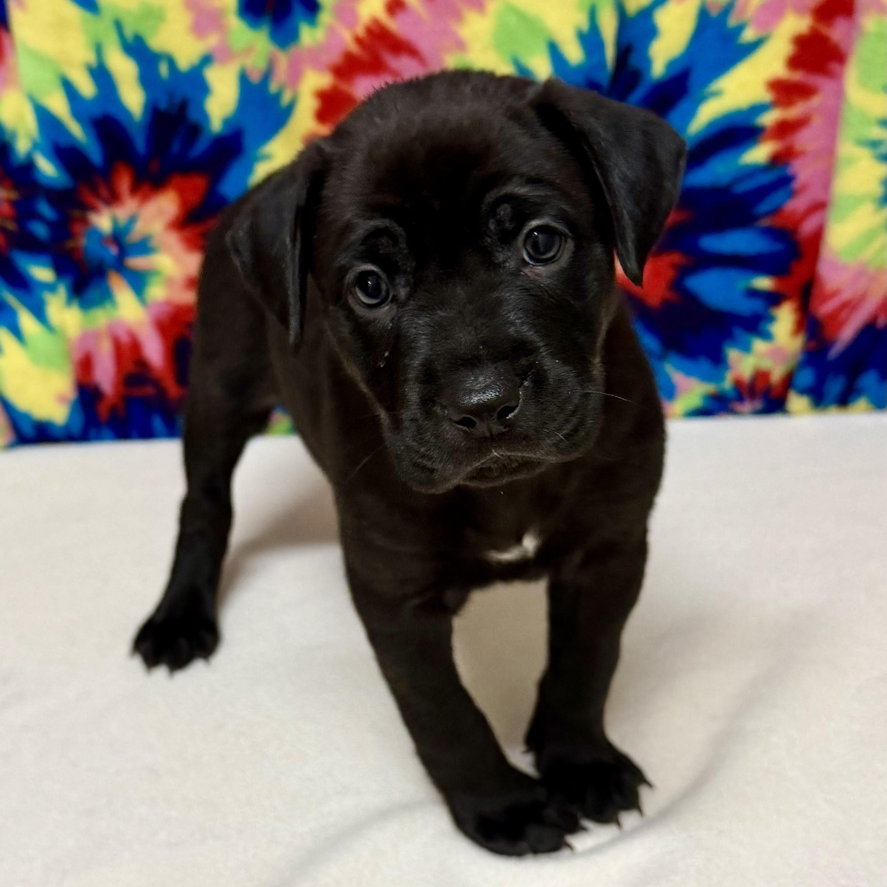 Enlarge Ruby, a Adopted mixed breed in Libertyville, IL image 2/3