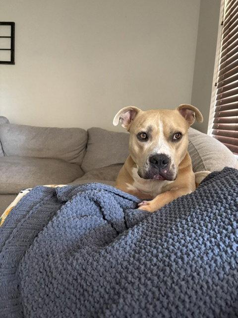 WINSTON #7, Adoptable, Adult Male Pit Bull Terrier.