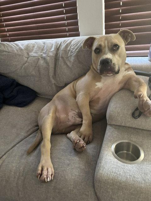 Enlarge WINSTON #7, a Adoptable Pit Bull Terrier in Chandler, AZ image 2/3