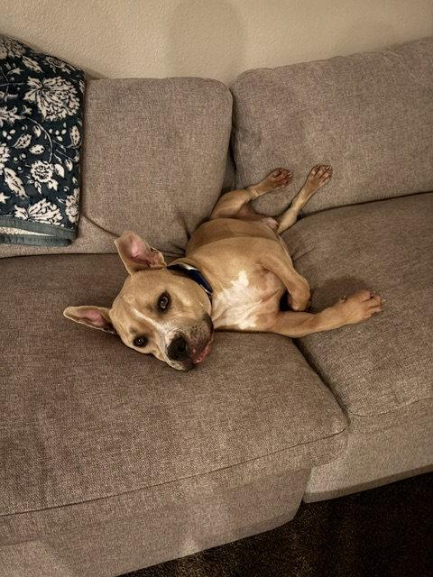 Enlarge WINSTON #7, a Adoptable Pit Bull Terrier in Chandler, AZ image 3/3