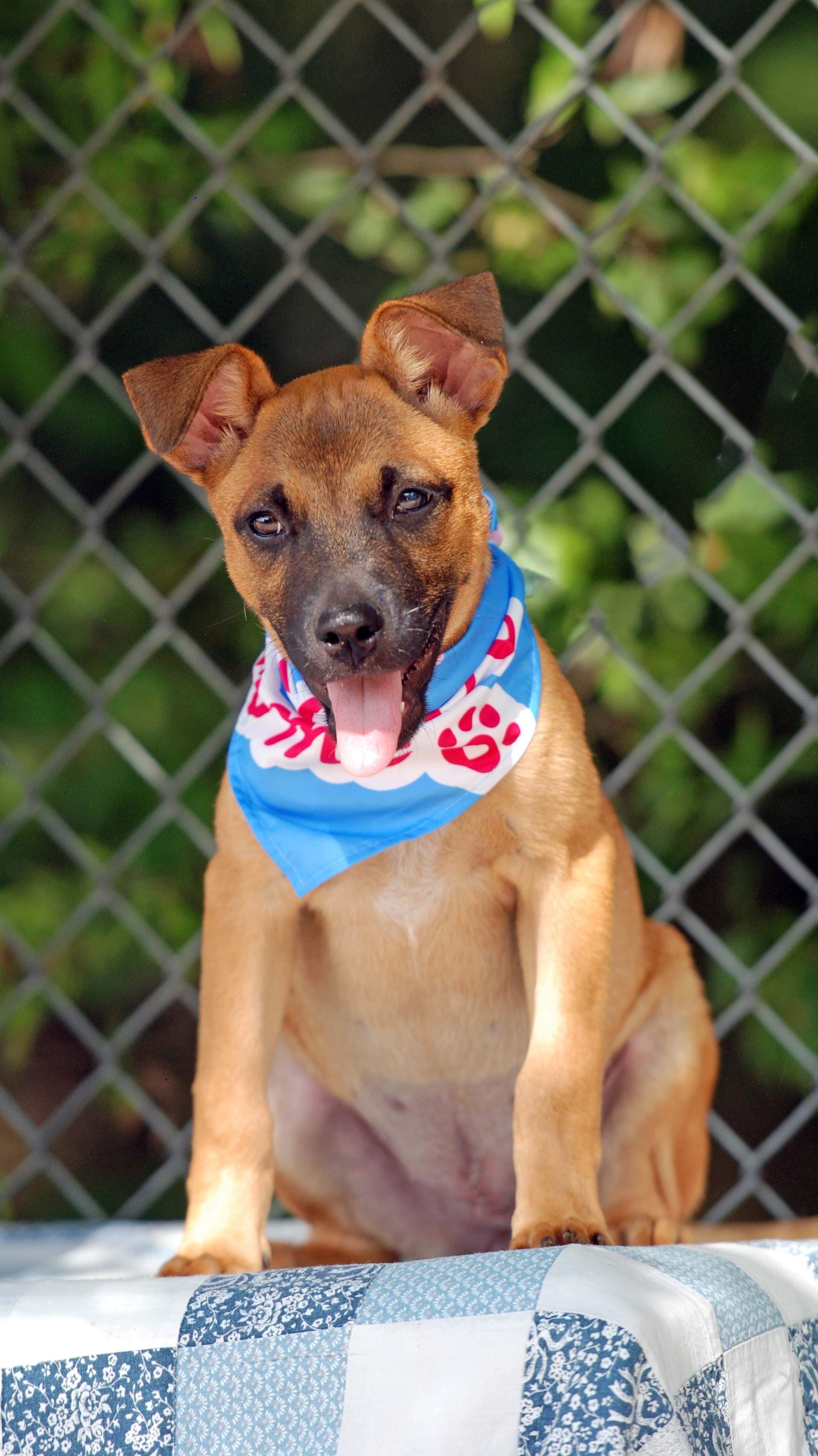 Enlarge Toffee, a Adoptable mixed breed in Madisonville, TX image 1/3