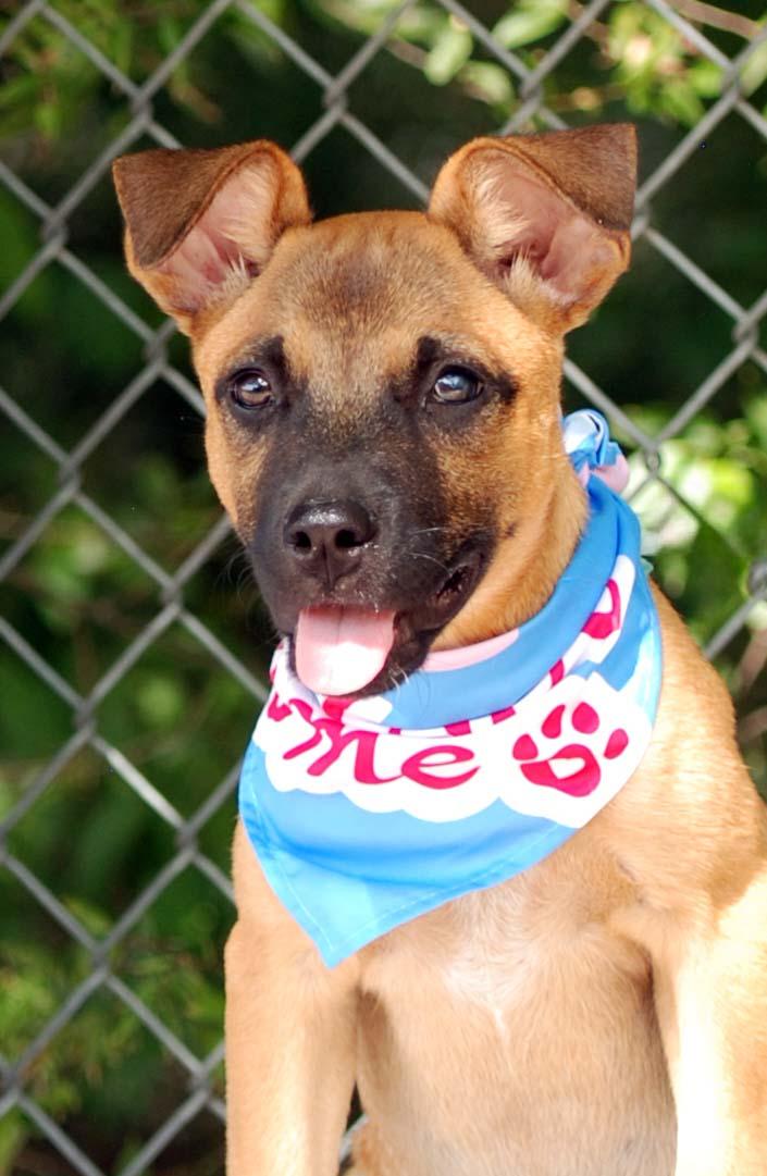 Enlarge Toffee, a Adoptable mixed breed in Madisonville, TX image 2/3
