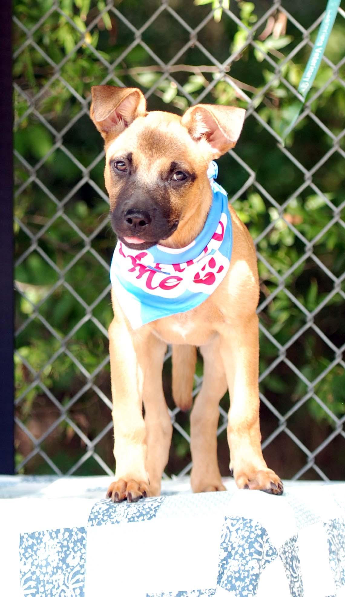 Enlarge Toffee, a Adoptable mixed breed in Madisonville, TX image 3/3