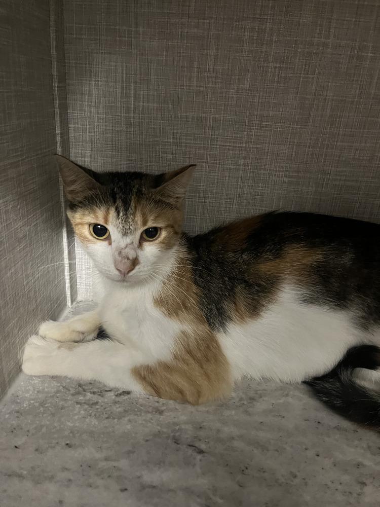 Enlarge Mama, a Adopted Domestic Short Hair in Kannapolis, NC image 1/1