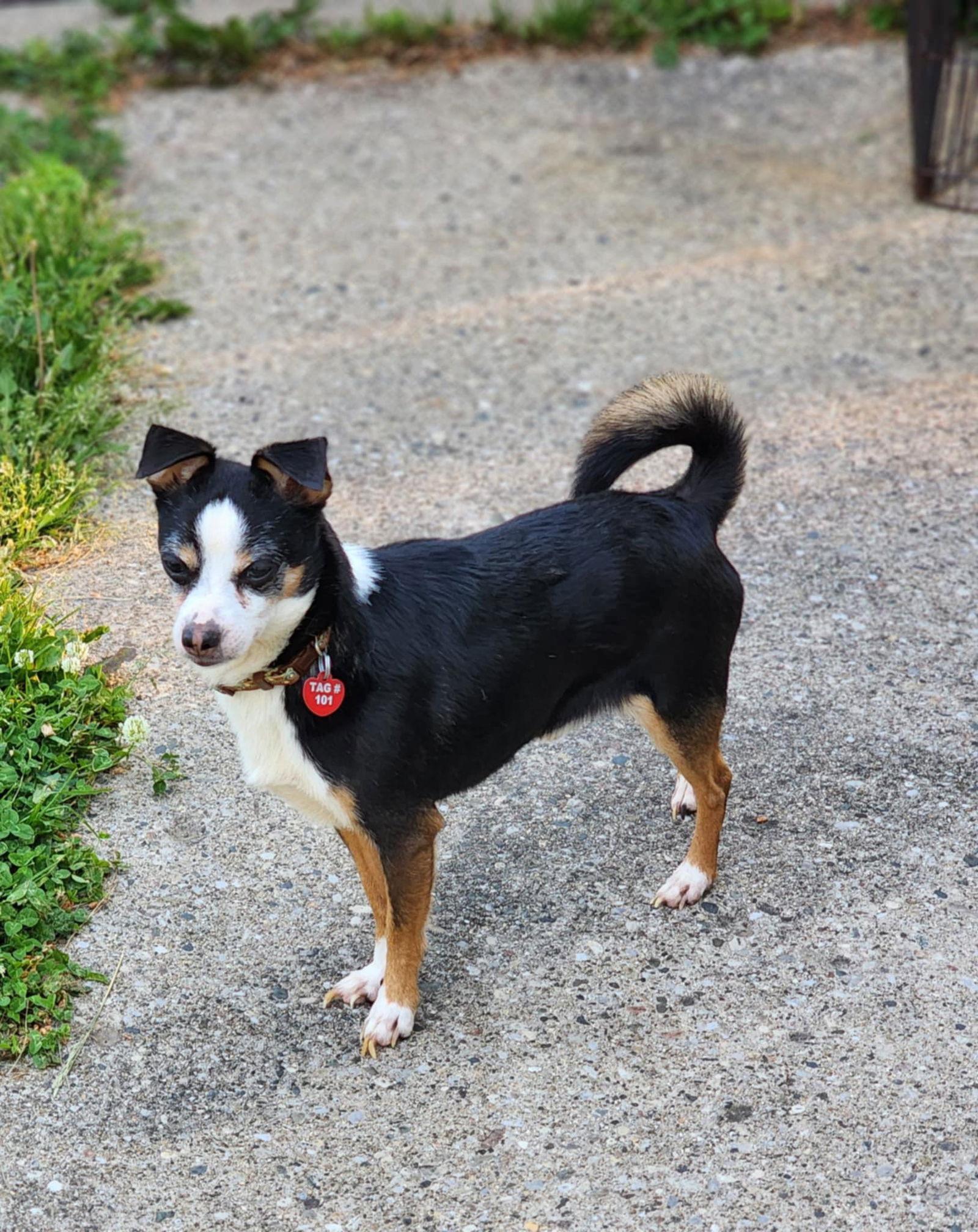 Deek, a Adoptable mixed breed in Utica, MI image 1/3