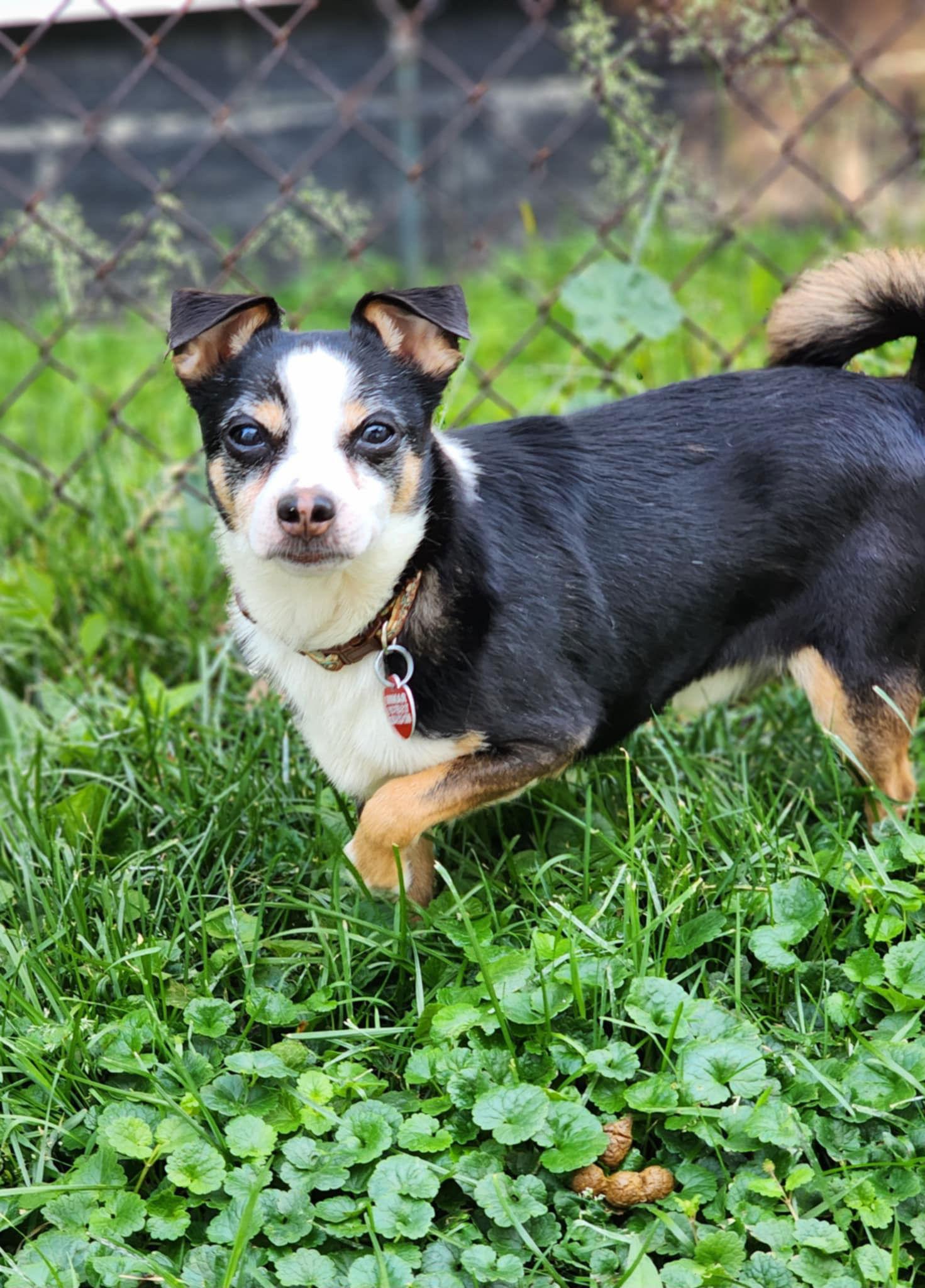 Deek, a Adoptable mixed breed in Utica, MI image 2/3