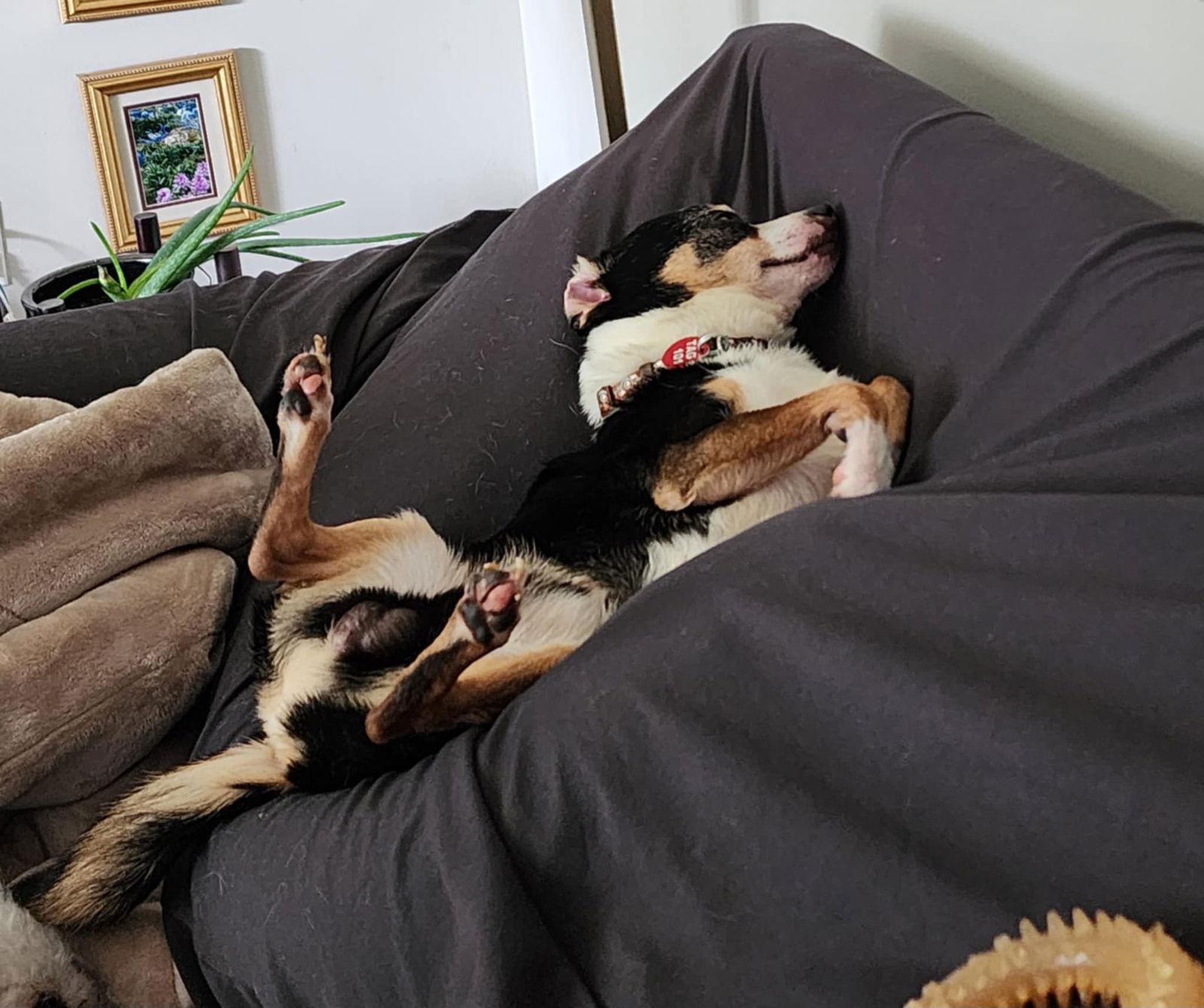 Deek, a Adoptable mixed breed in Utica, MI image 3/3