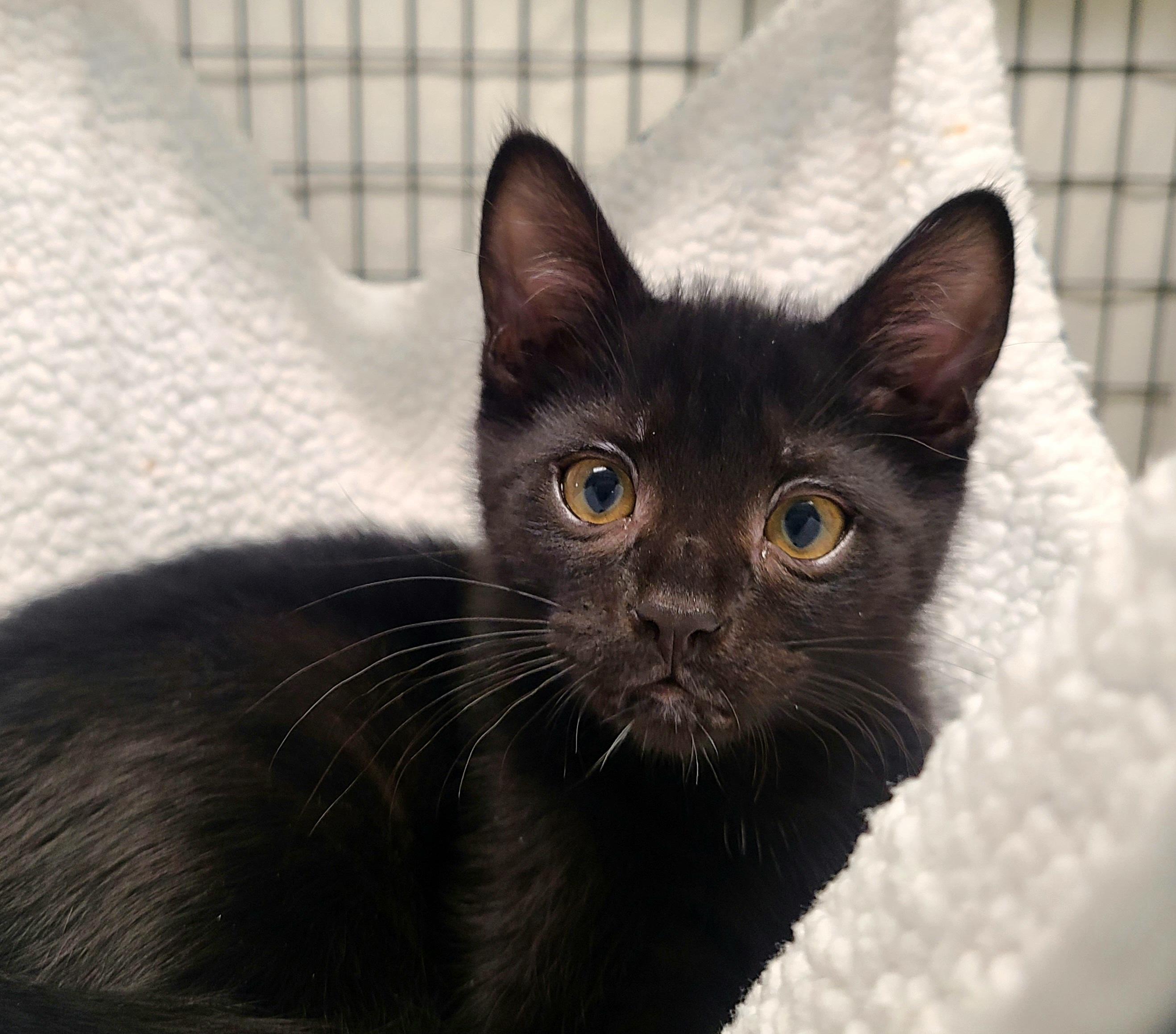 Enlarge Ivy & Jelly Bean, an adopted Domestic Short Hair in Kirkland, WA image 1/3