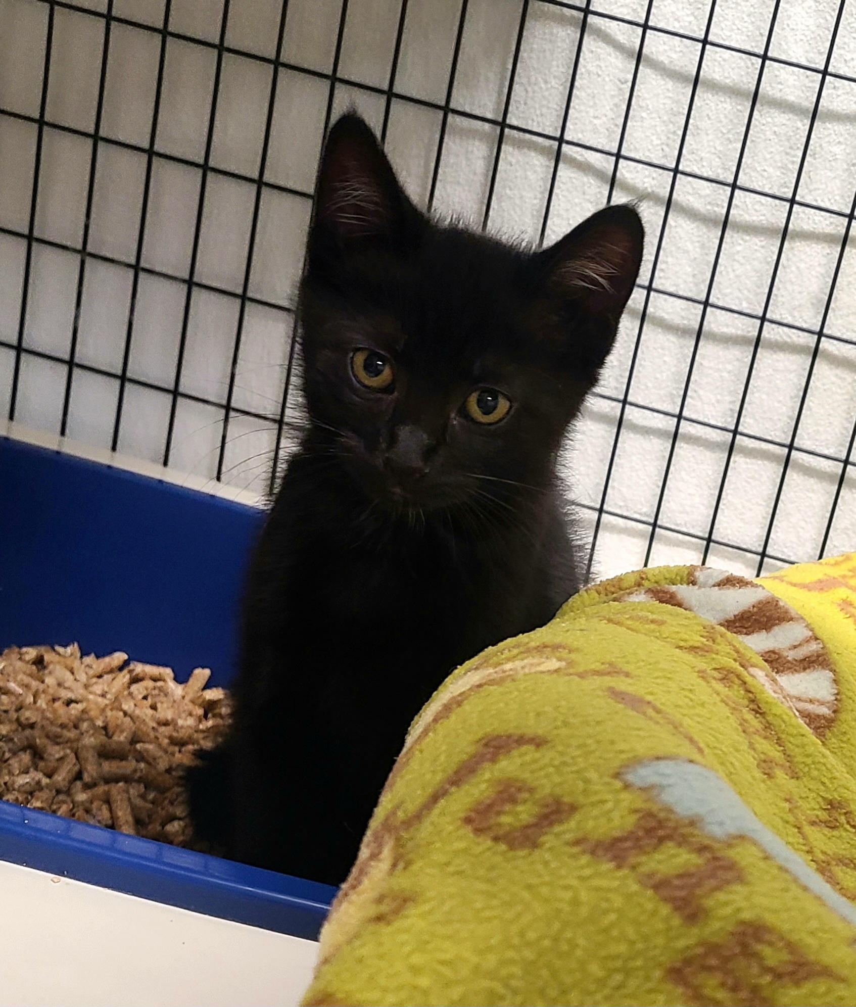 Enlarge Ivy & Jelly Bean, an adopted Domestic Short Hair in Kirkland, WA image 3/3