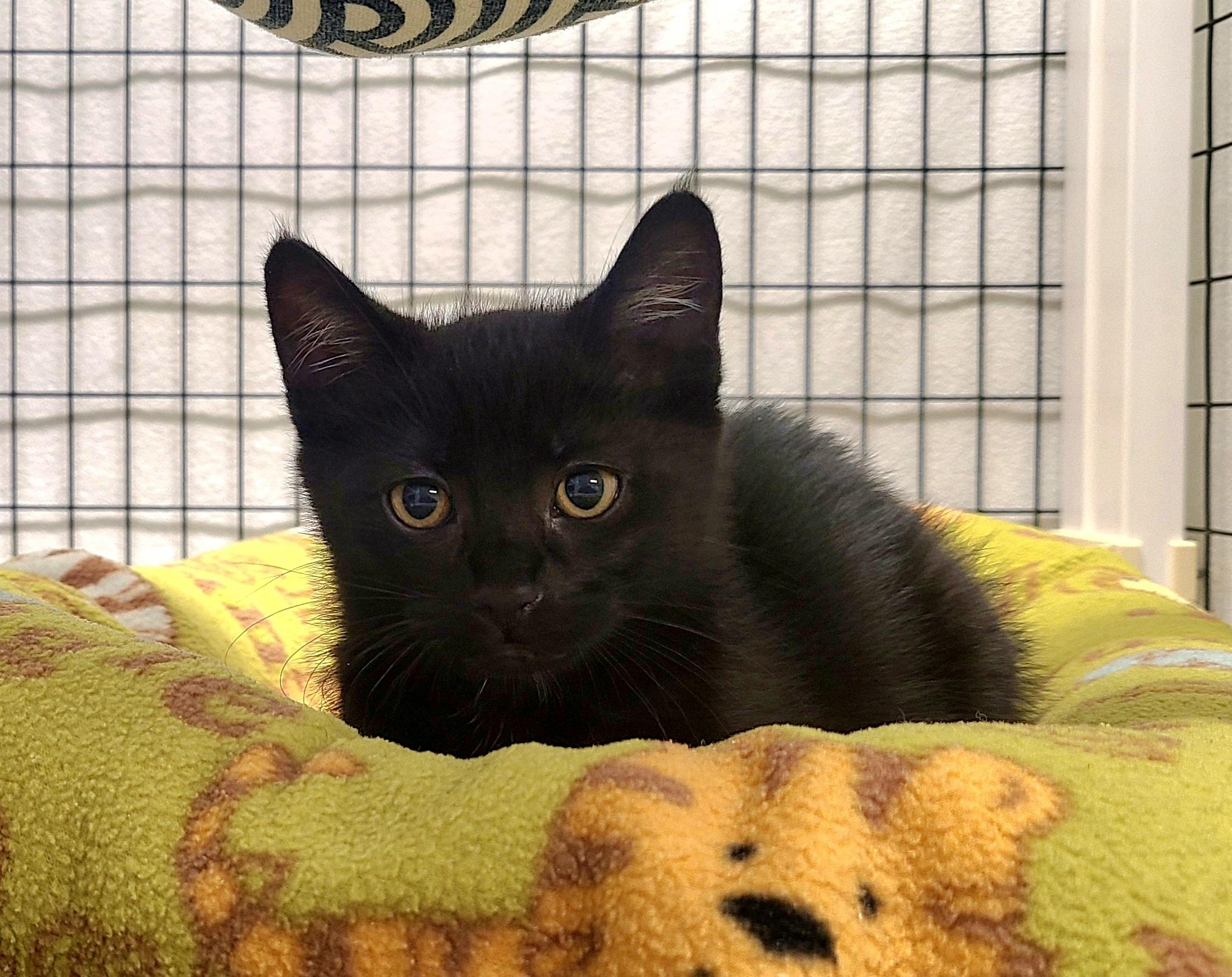 Enlarge Ivy & Jelly Bean, an adopted Domestic Short Hair in Kirkland, WA image 2/3