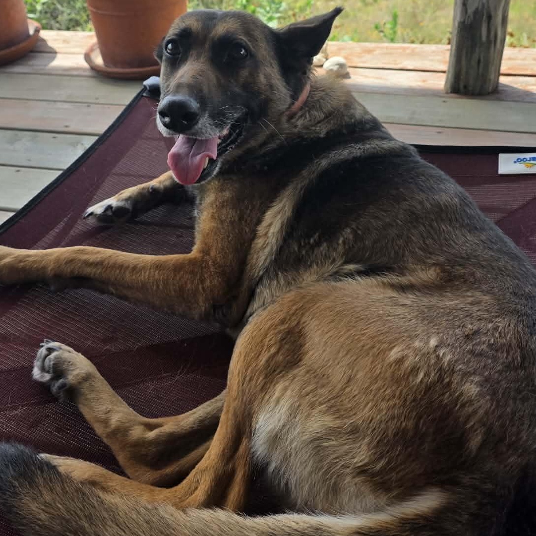 Enlarge Coco - Sweet and Sassy, a Adoptable mixed breed in Collierville, TN image 3/6