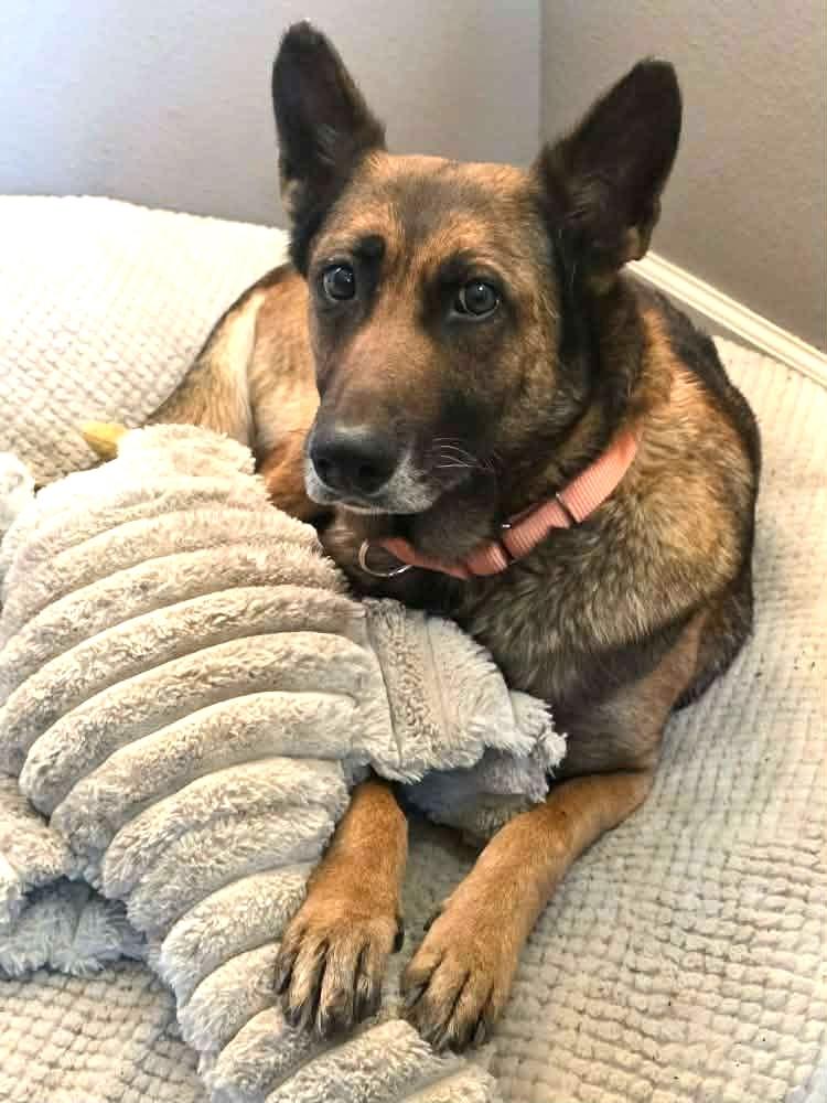 Coco - Sweet and Sassy, Adoptable, Senior Female Belgian Shepherd / Malinois.