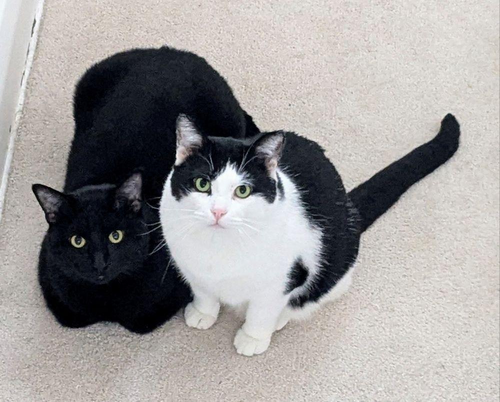 George, a Adoptable Domestic Short Hair in White Bear Lake, MN image 4/6