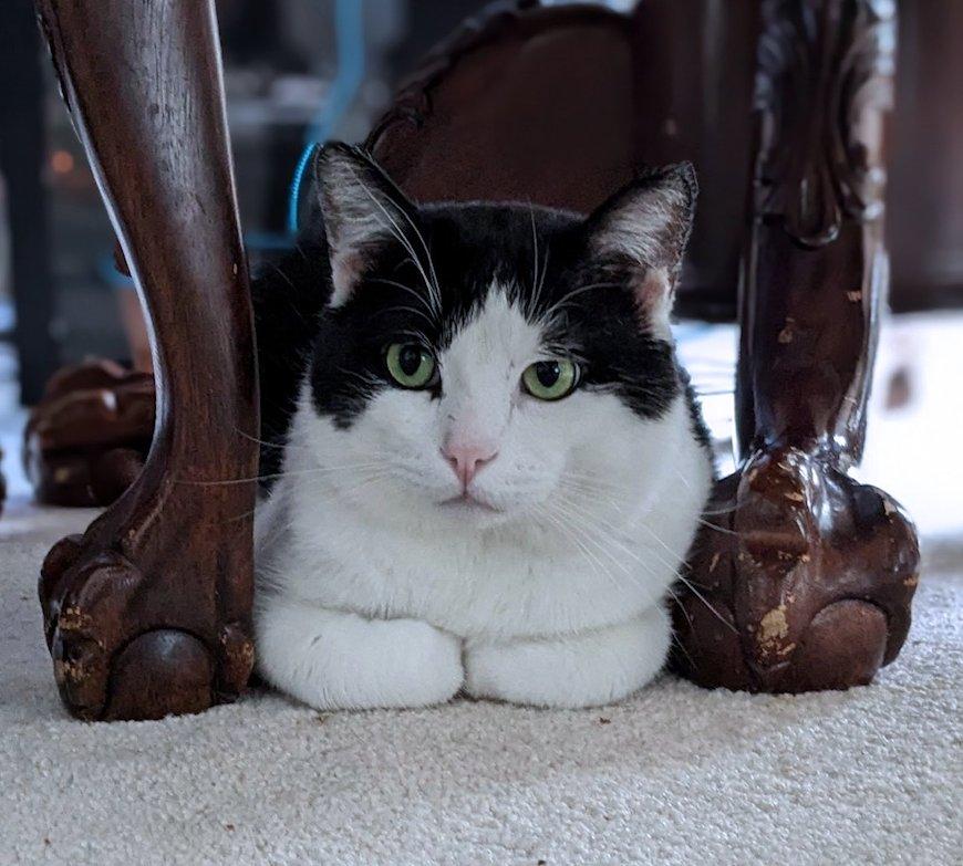 George, an adoptable Domestic Short Hair in White Bear Lake, MN, 55110 | Photo Image 1