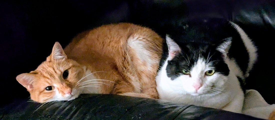 George, a Adoptable Domestic Short Hair in White Bear Lake, MN image 5/6