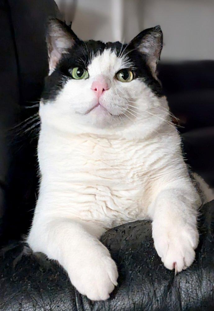 George, a Adoptable Domestic Short Hair in White Bear Lake, MN image 2/6