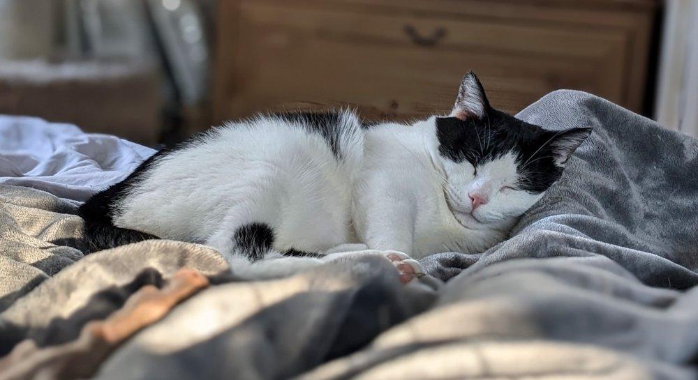 George, a Adoptable Domestic Short Hair in White Bear Lake, MN image 3/6