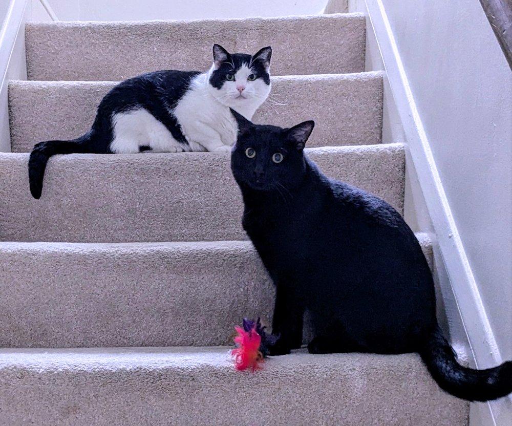 George, an adoptable Domestic Short Hair in White Bear Lake, MN, 55110 | Photo Image 6