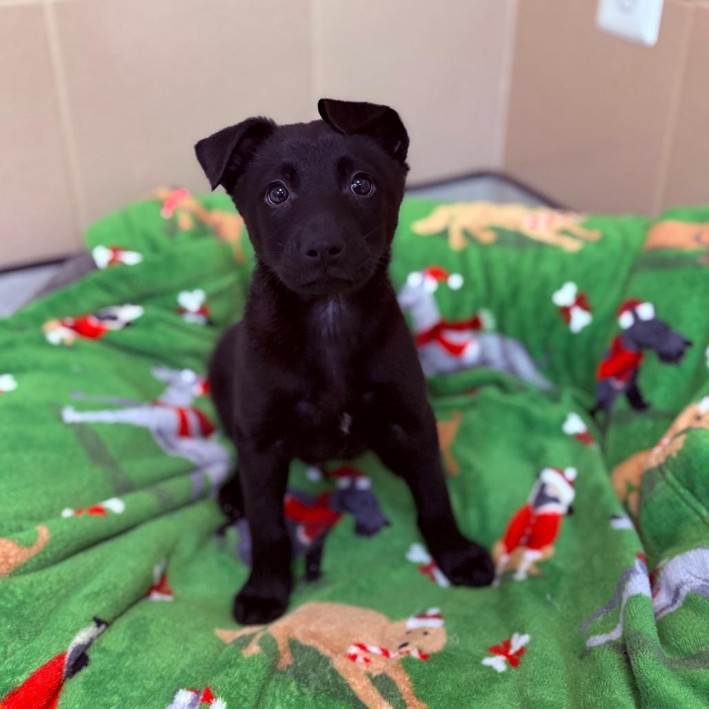 Kristoff, adoptable, Puppy Male Cattle Dog & Mixed Breed.