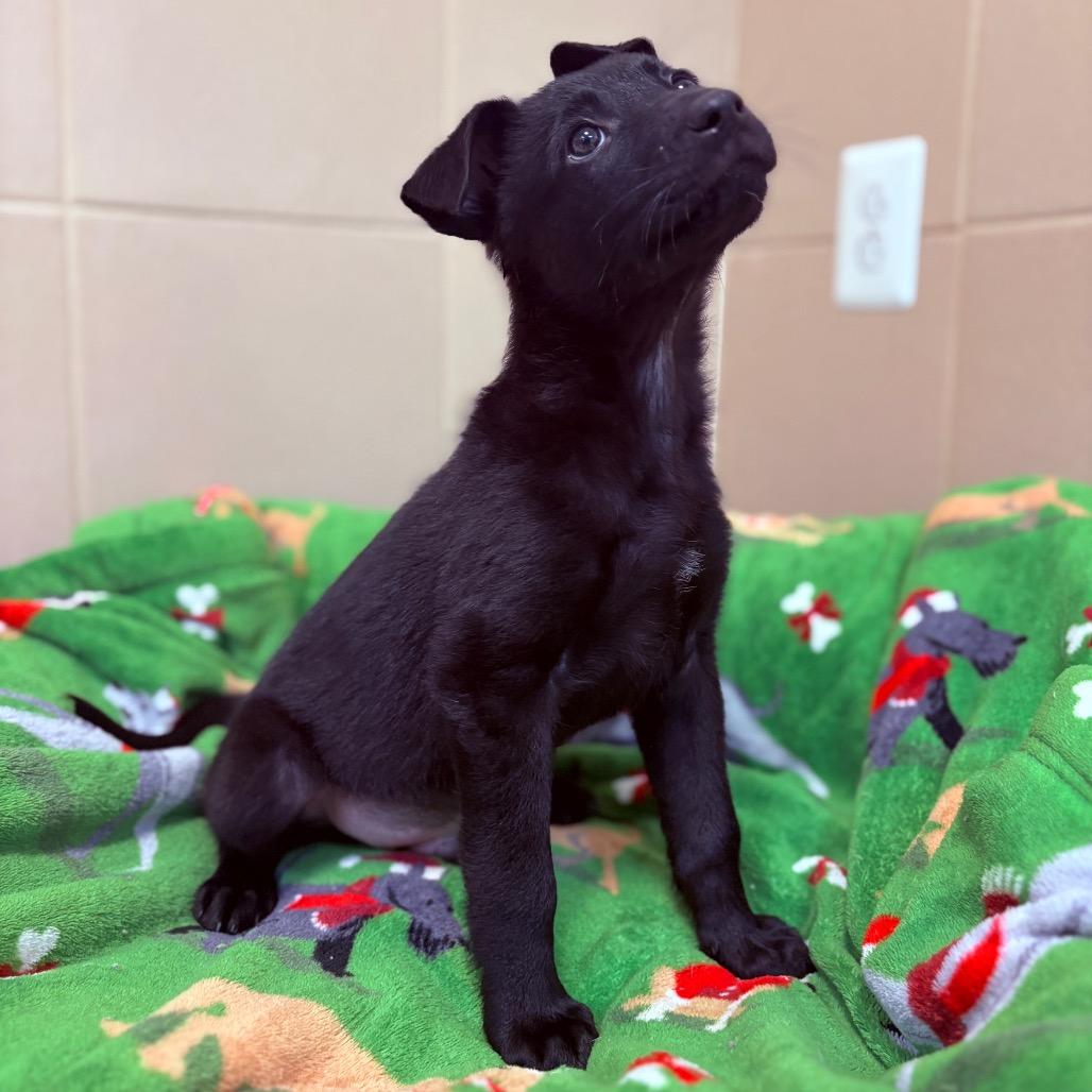 Kristoff, an adoptable mixed breed image 2/3