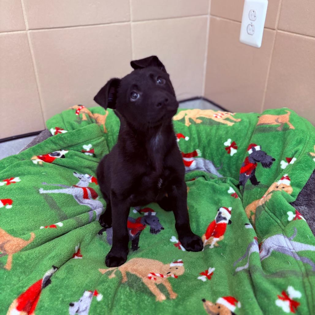 Kristoff, an adoptable mixed breed image 3/3