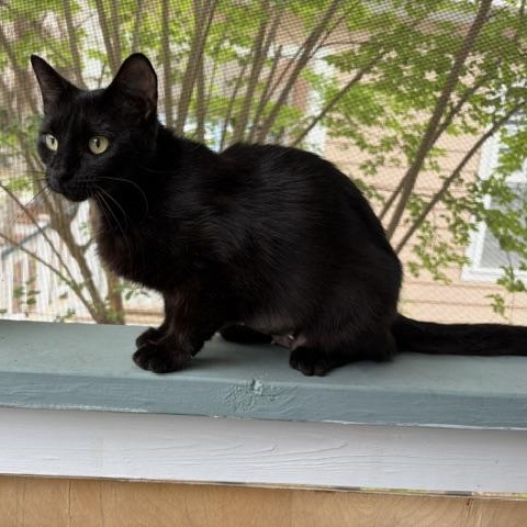 Enlarge Luna, a ADOPTABLE Domestic Short Hair in Beaufort, SC image 2/5