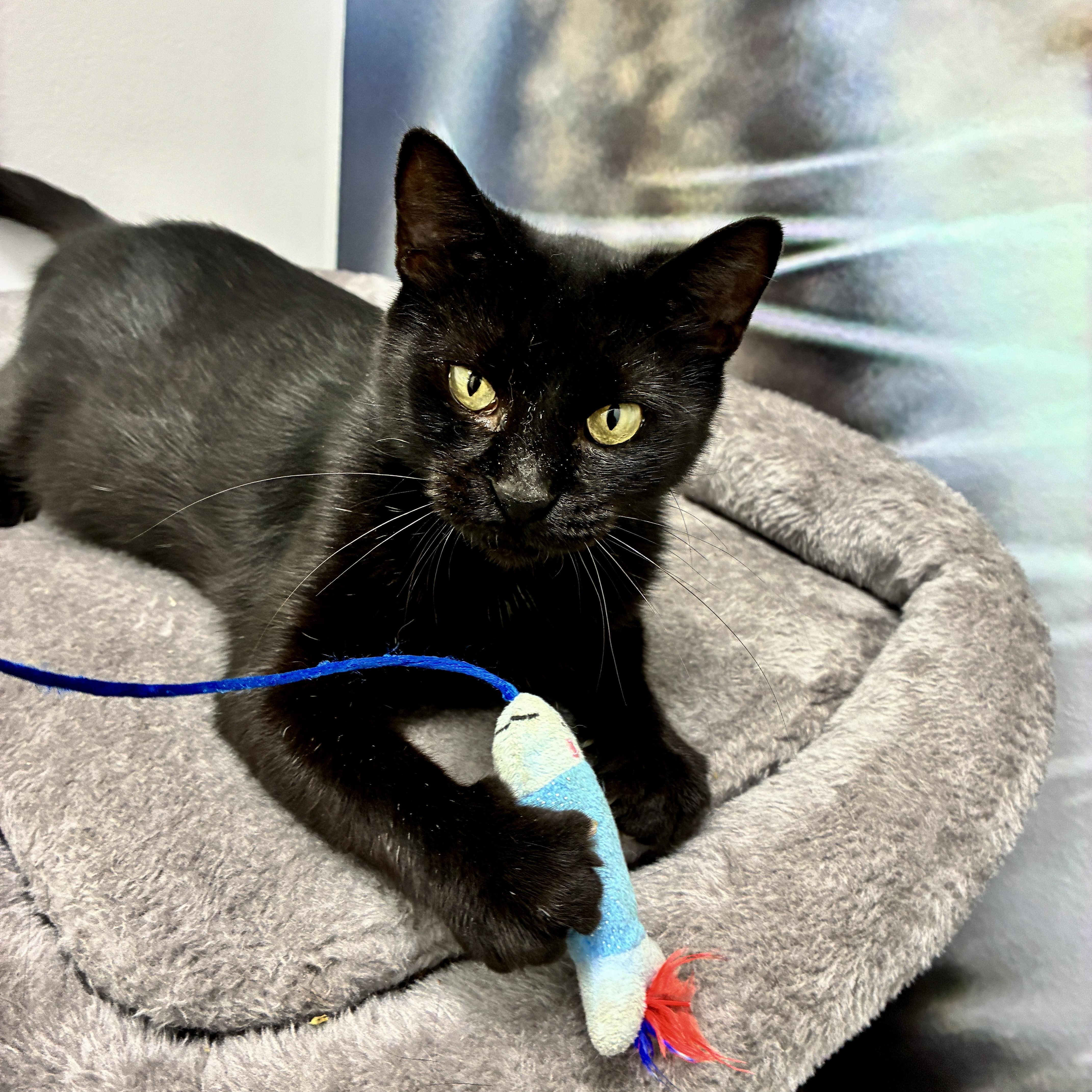 Luna, ADOPTABLE, Kitten Female Domestic Short Hair.