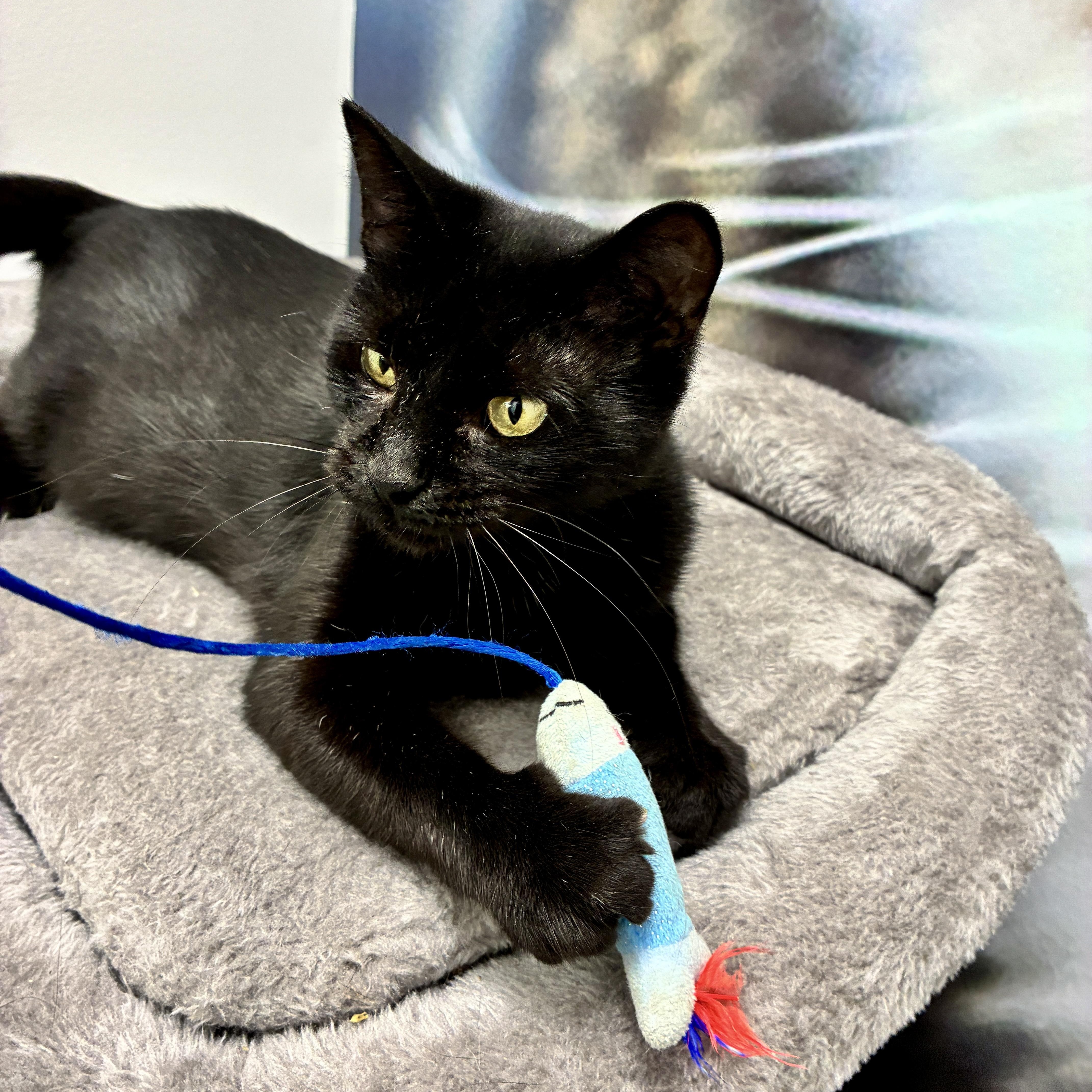 Enlarge Luna, a ADOPTABLE Domestic Short Hair in Beaufort, SC image 5/5