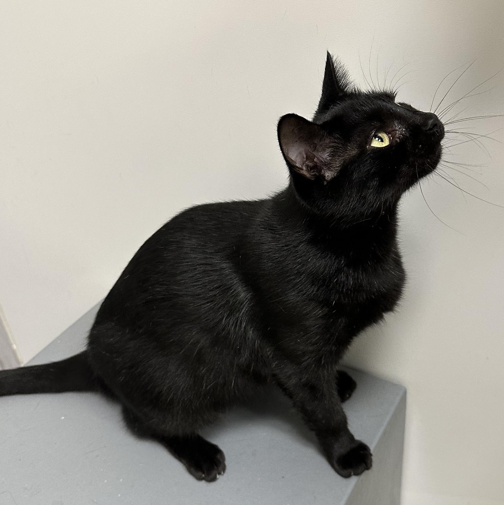 Enlarge Luna, a ADOPTABLE Domestic Short Hair in Beaufort, SC image 3/5