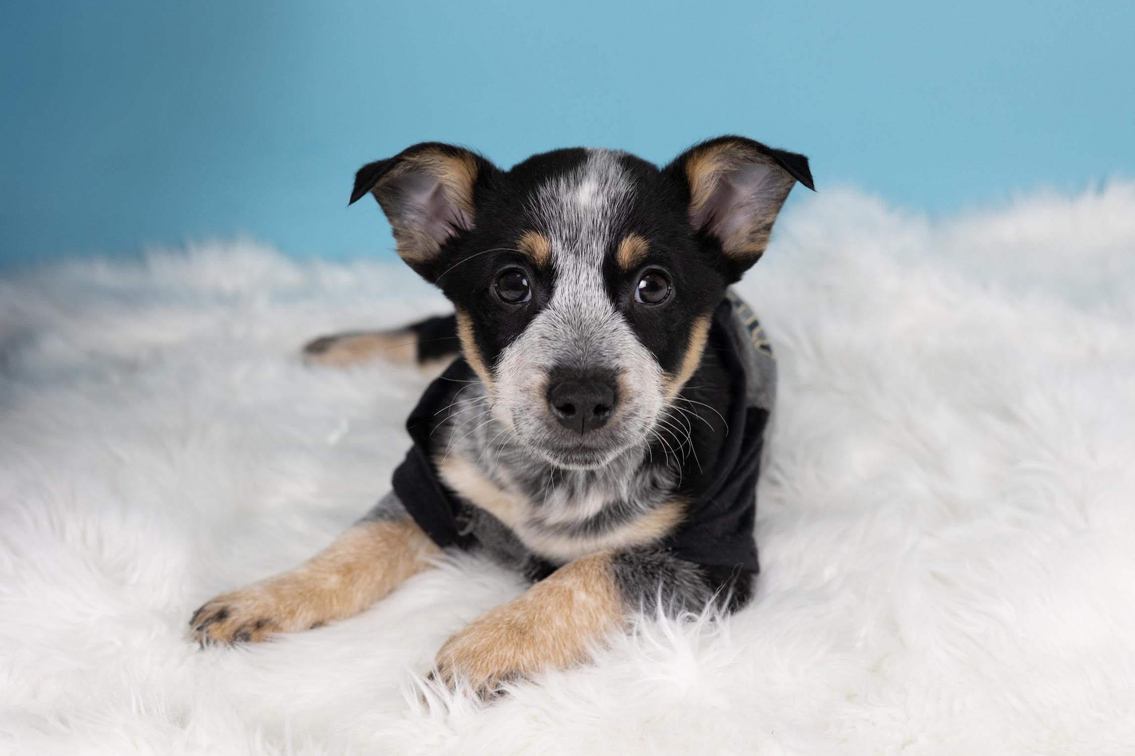 Enlarge Spark, a ADOPTABLE mixed breed in Whitestown, IN image 2/2