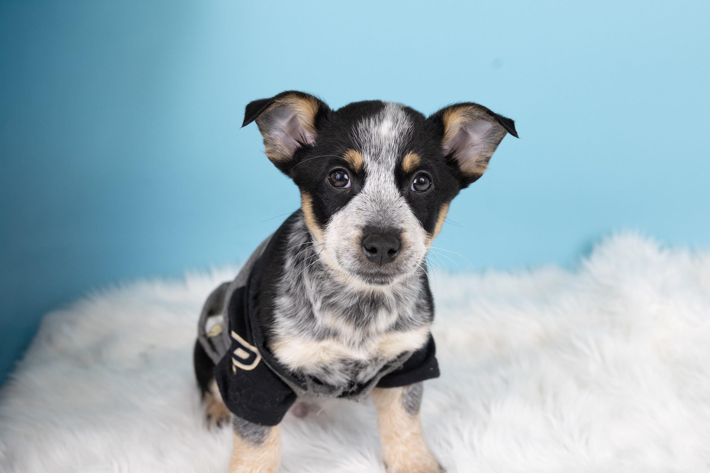 Enlarge Spark, a ADOPTABLE mixed breed in Whitestown, IN image 1/2